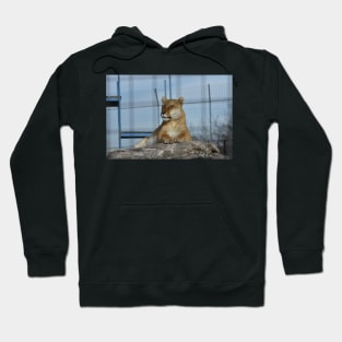 Liger Hoodie